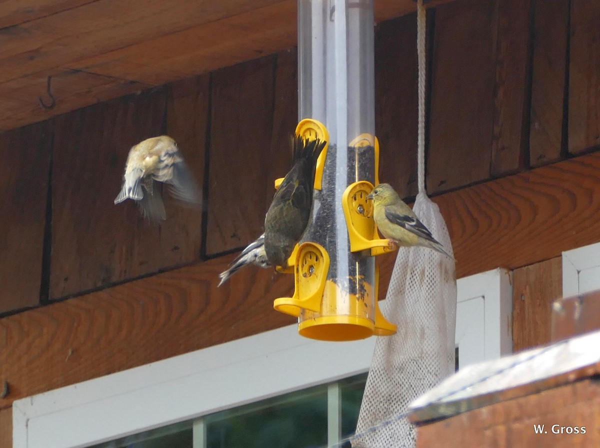 Lesser Goldfinch - ML112414741