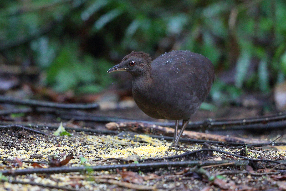 gråtinamu - ML112414941