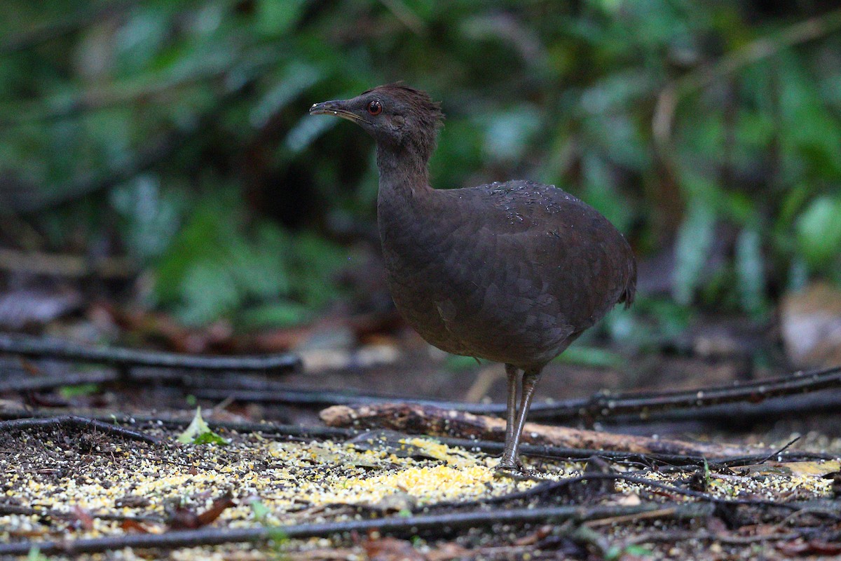 Cinereous Tinamou - ML112415081