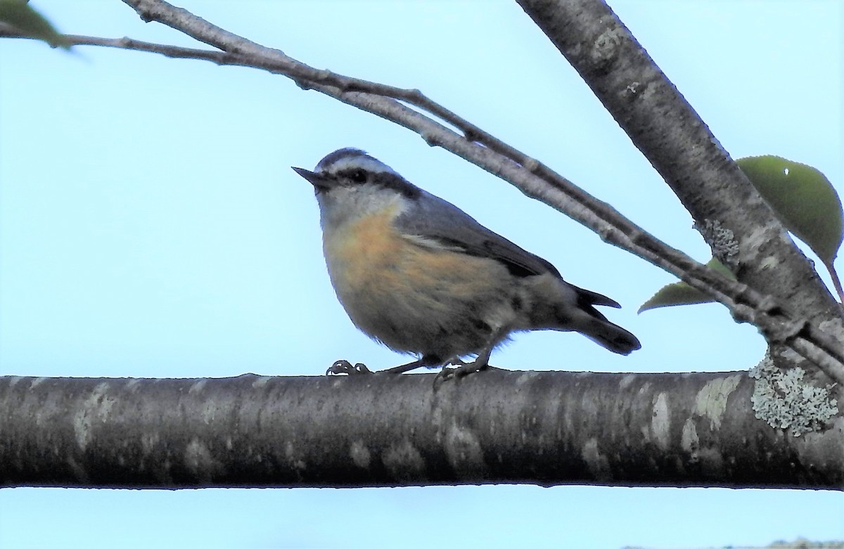 Red-breasted Nuthatch - ML112415131