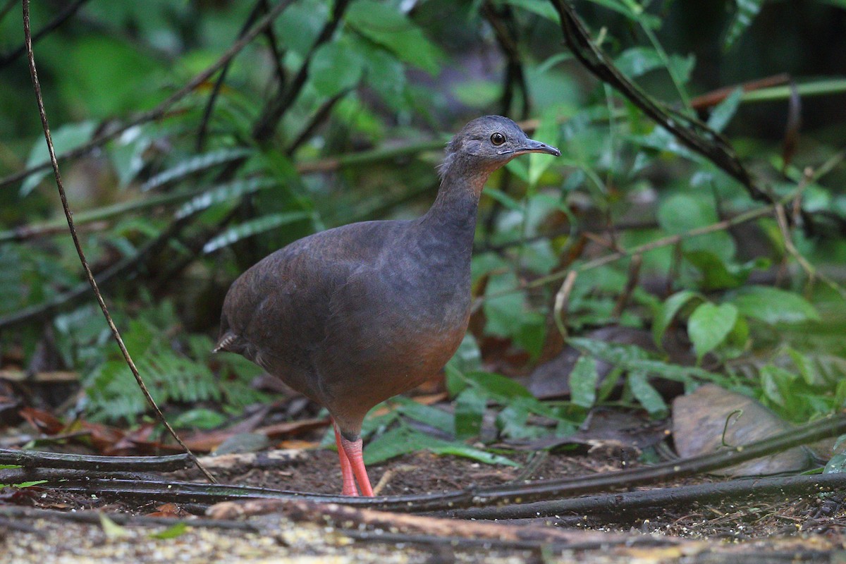 Black-capped Tinamou - Jon Irvine