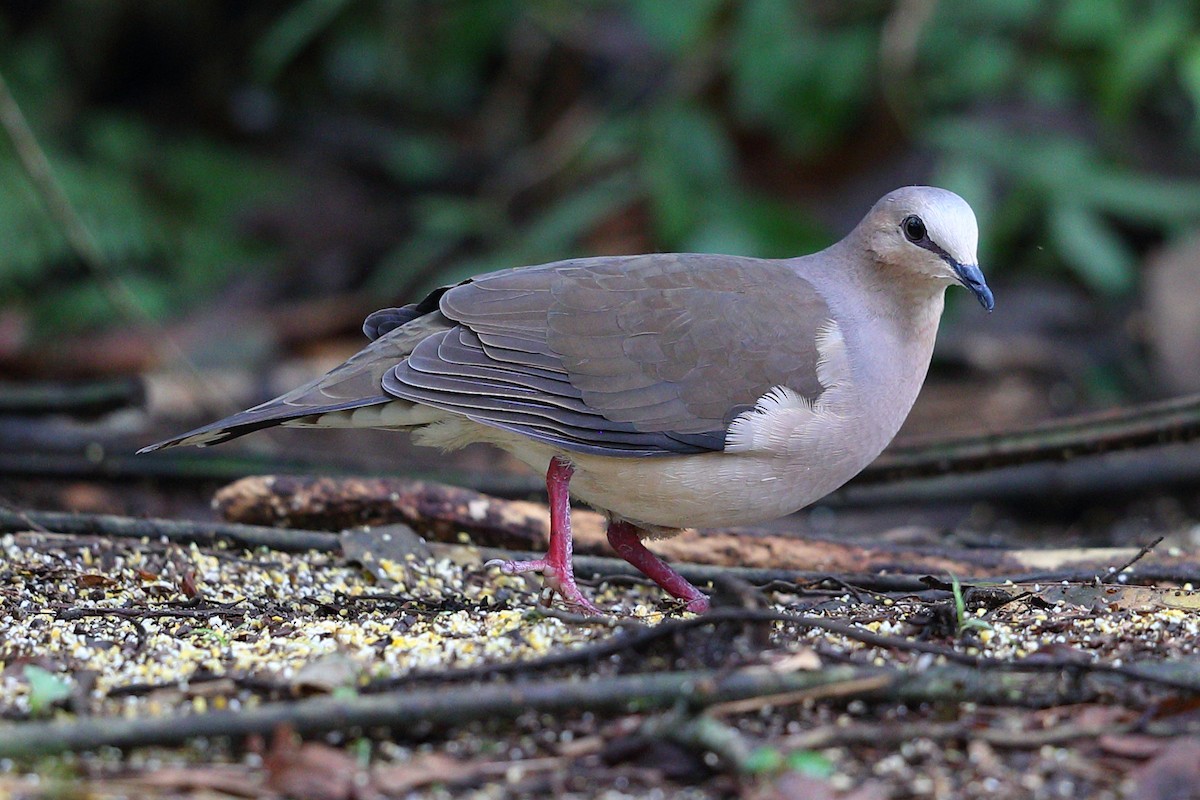 Gray-fronted Dove - ML112415561