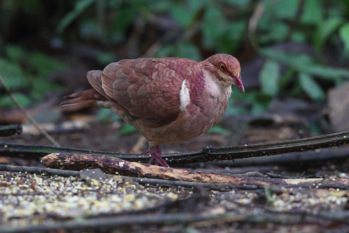 Ruddy Quail-Dove - Jon Irvine