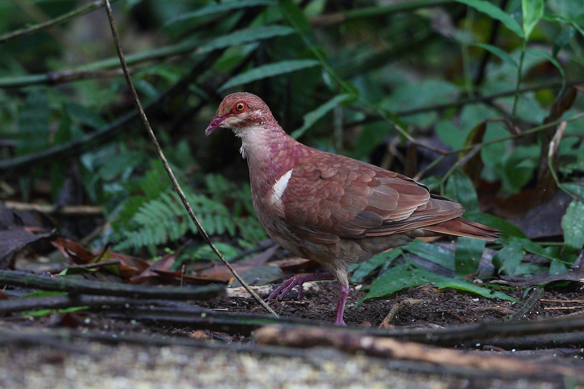 Ruddy Quail-Dove - Jon Irvine