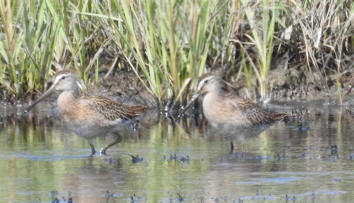 Short-billed Dowitcher - ML112415941