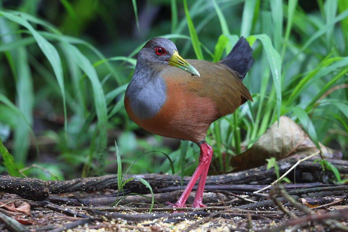 Gray-cowled Wood-Rail - ML112416291