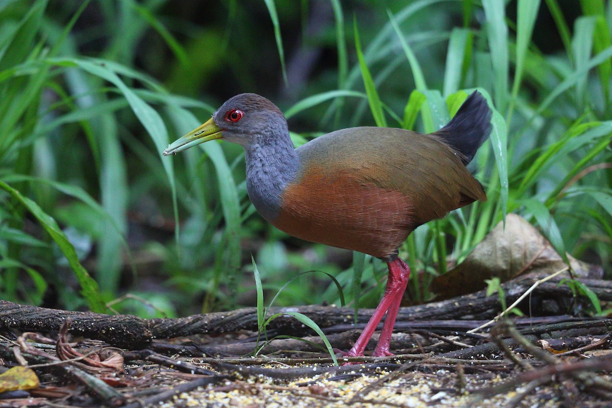 Gray-cowled Wood-Rail - ML112416361