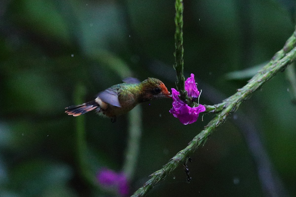 Rufous-crested Coquette - ML112416461