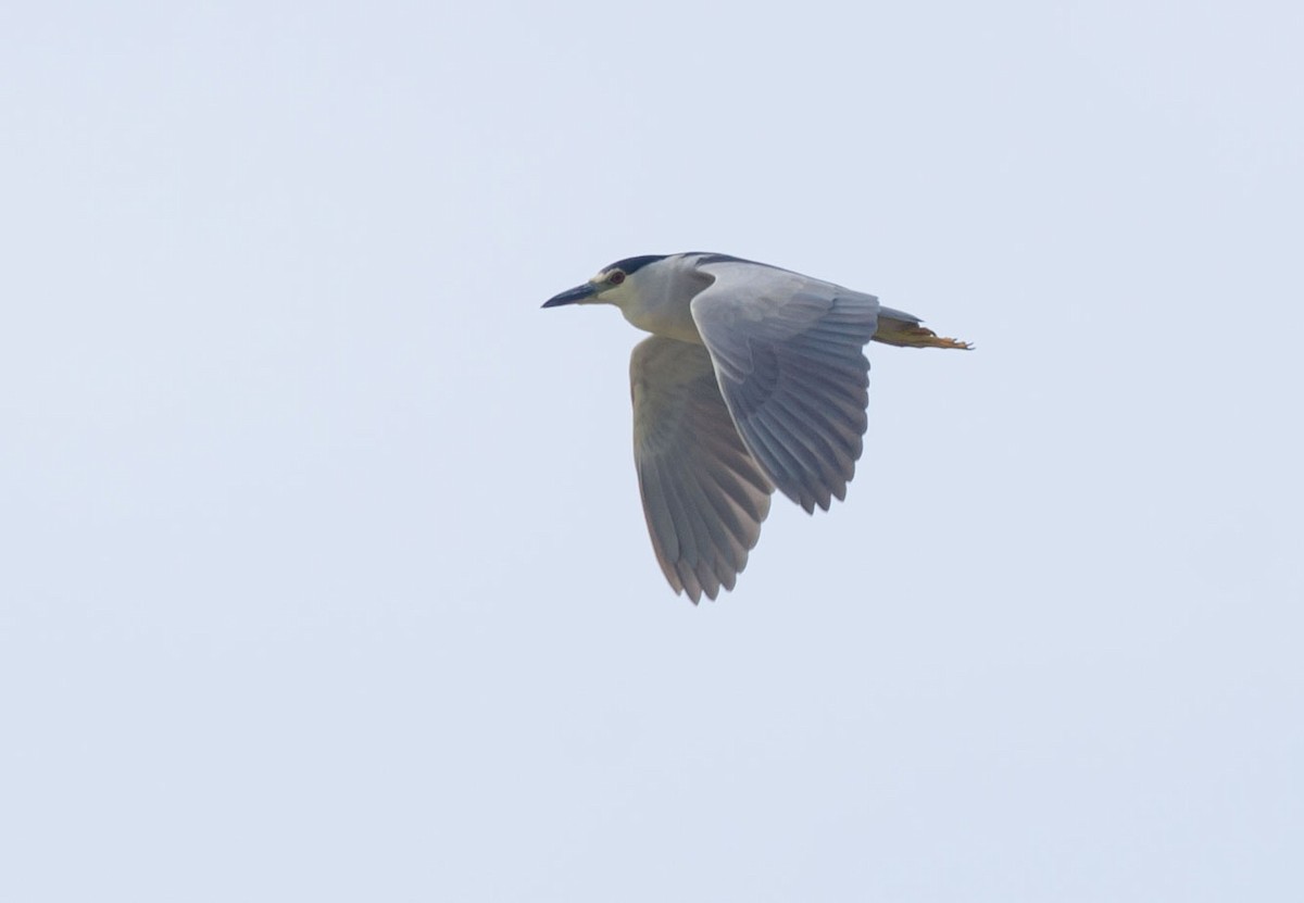 Black-crowned Night Heron - ML112418171