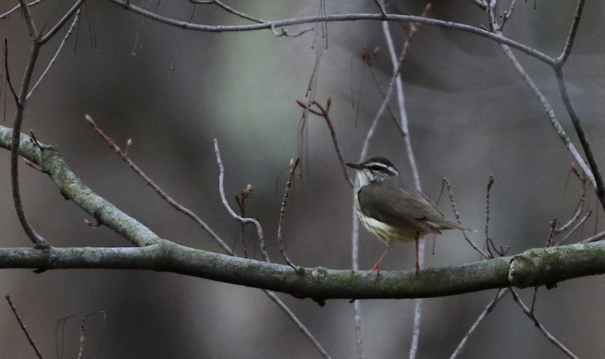 Louisiana Waterthrush - ML112418291