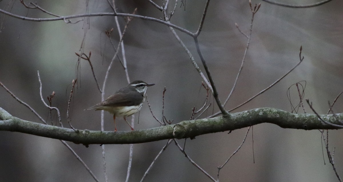 Louisiana Waterthrush - ML112418301