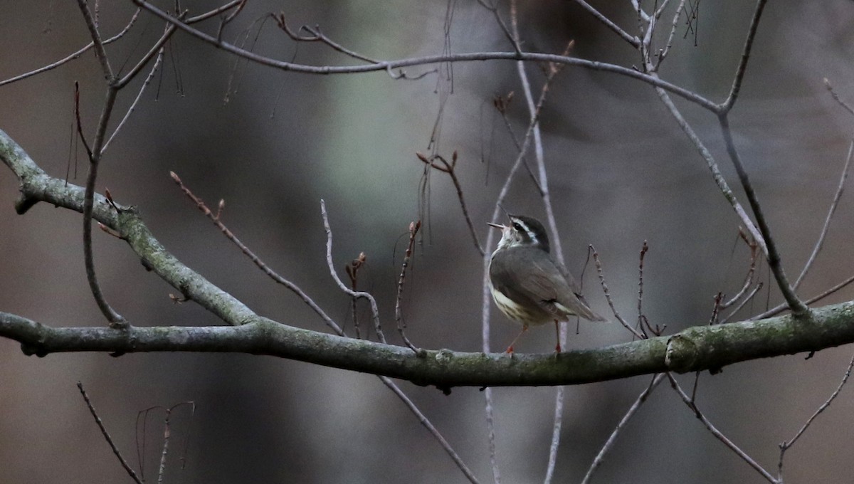 Louisiana Waterthrush - ML112418311