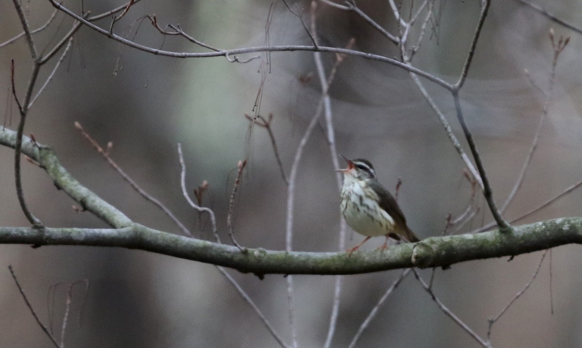Louisiana Waterthrush - ML112418321