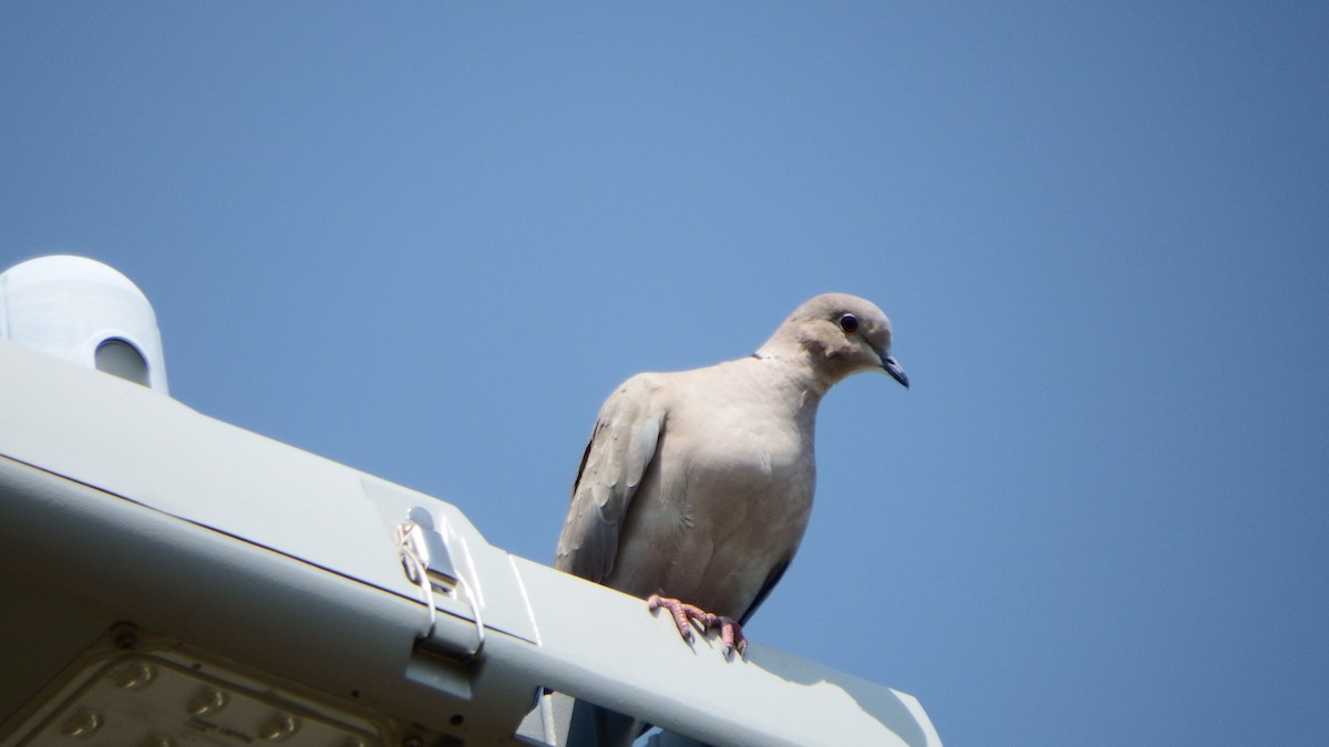 Eurasian Collared-Dove - ML112419661