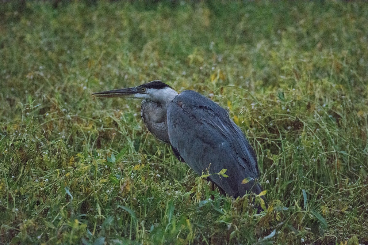 Great Blue Heron - Maureen  Ellis