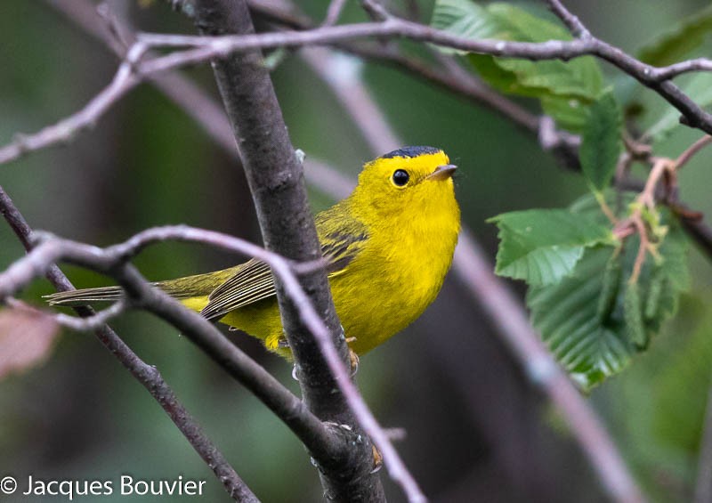 Wilson's Warbler - ML112420671