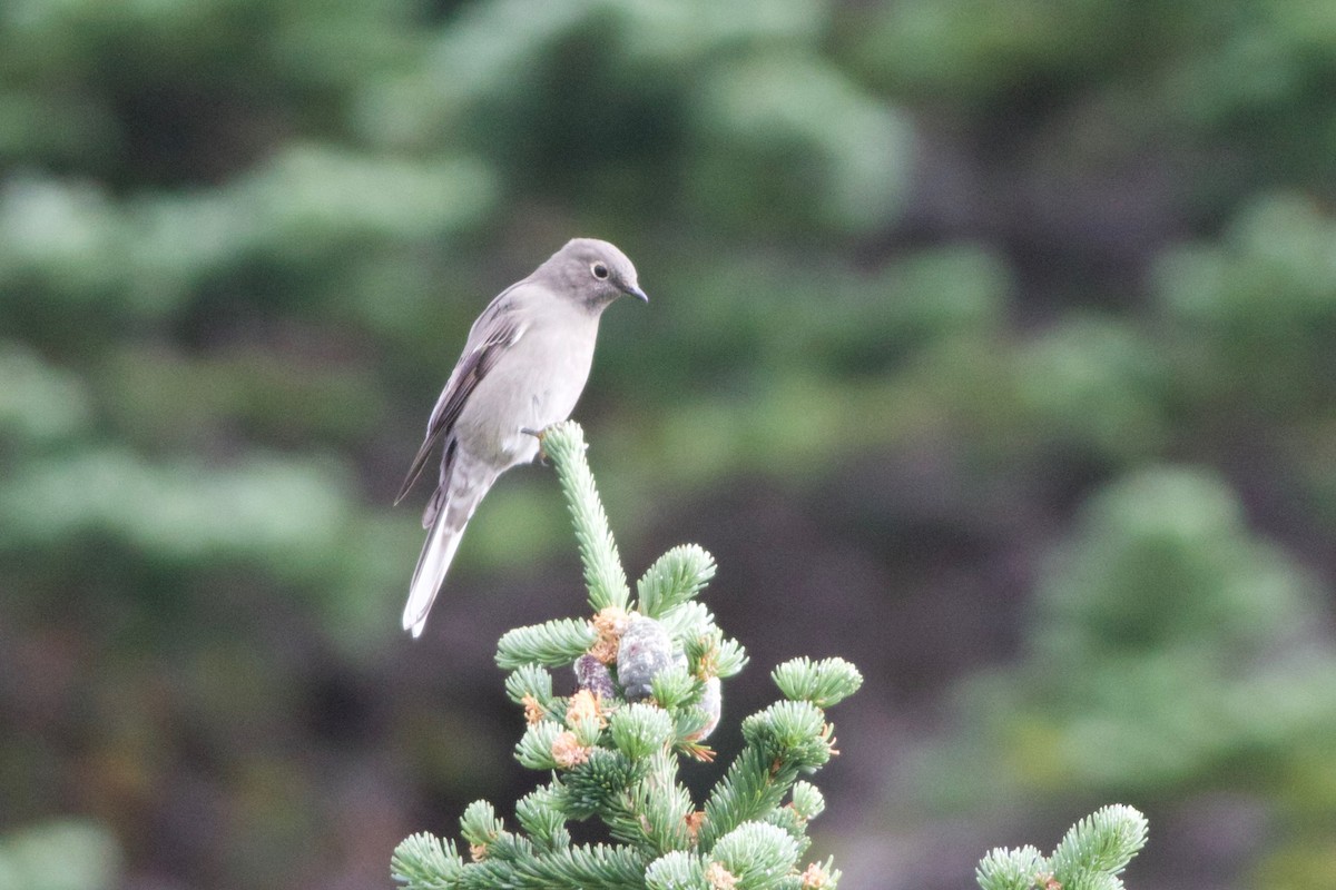 Townsend's Solitaire - Kurtis Messingale