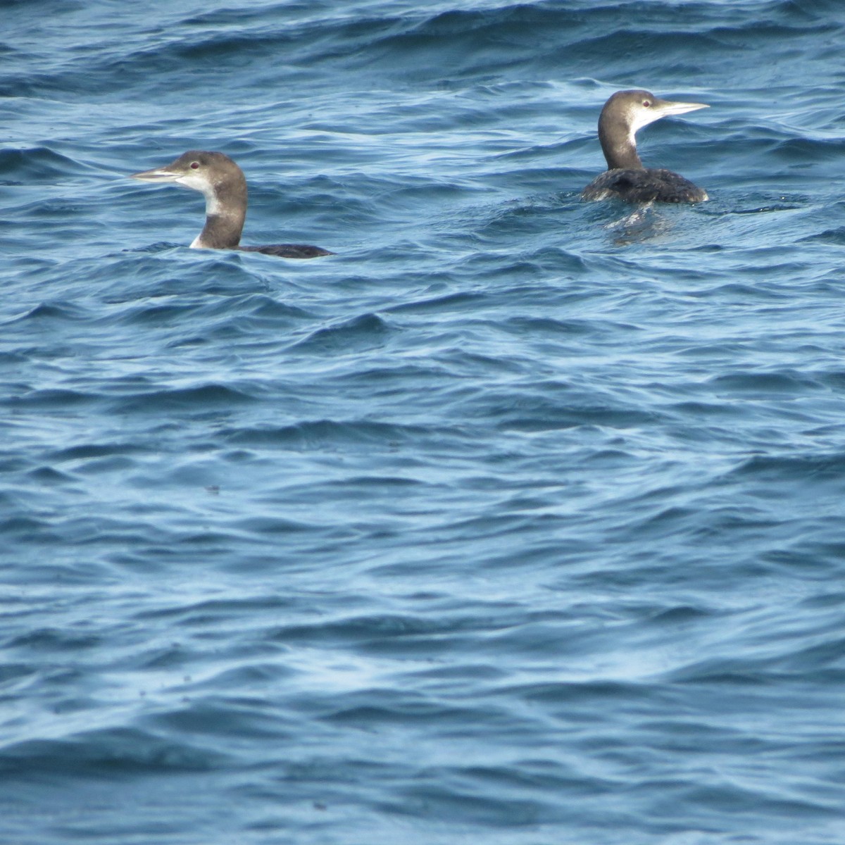 Common Loon - ML112422621