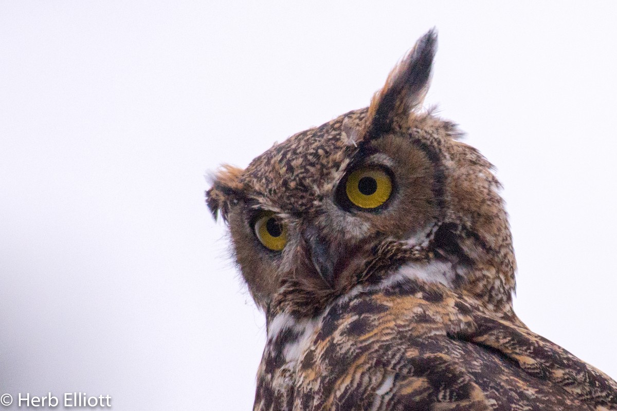 Great Horned Owl - ML112423581