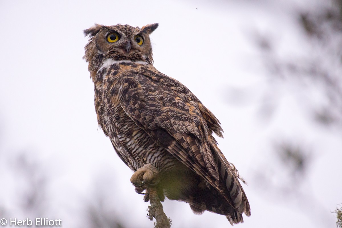 Great Horned Owl - ML112423611