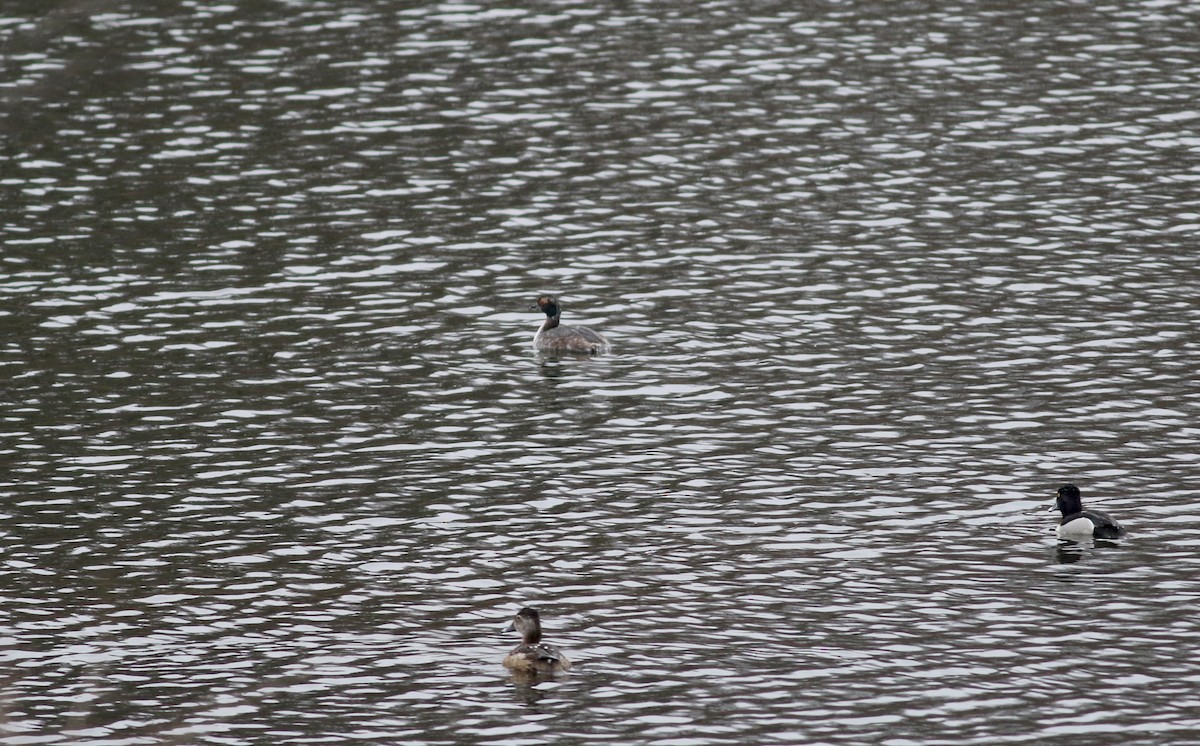 Horned Grebe - ML112424721