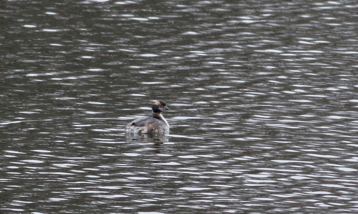 Horned Grebe - Jay McGowan