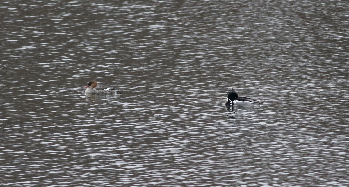 Red-breasted Merganser - ML112424801