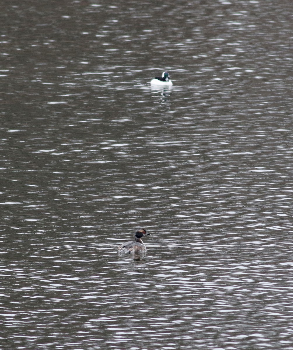 Horned Grebe - ML112424811