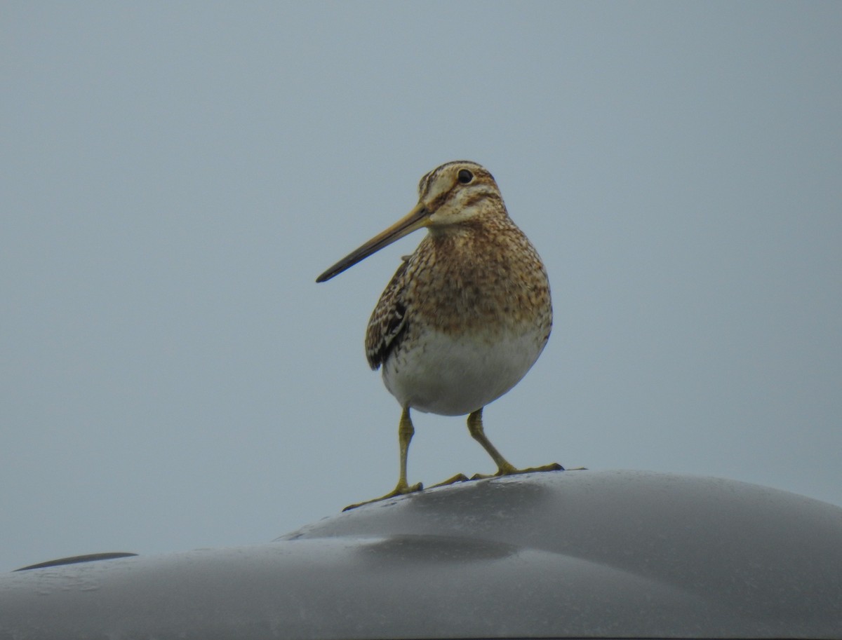 Common Snipe - Pam Rasmussen