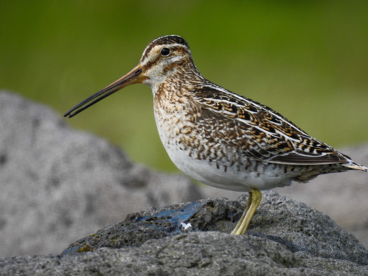 Common Snipe - ML112426041