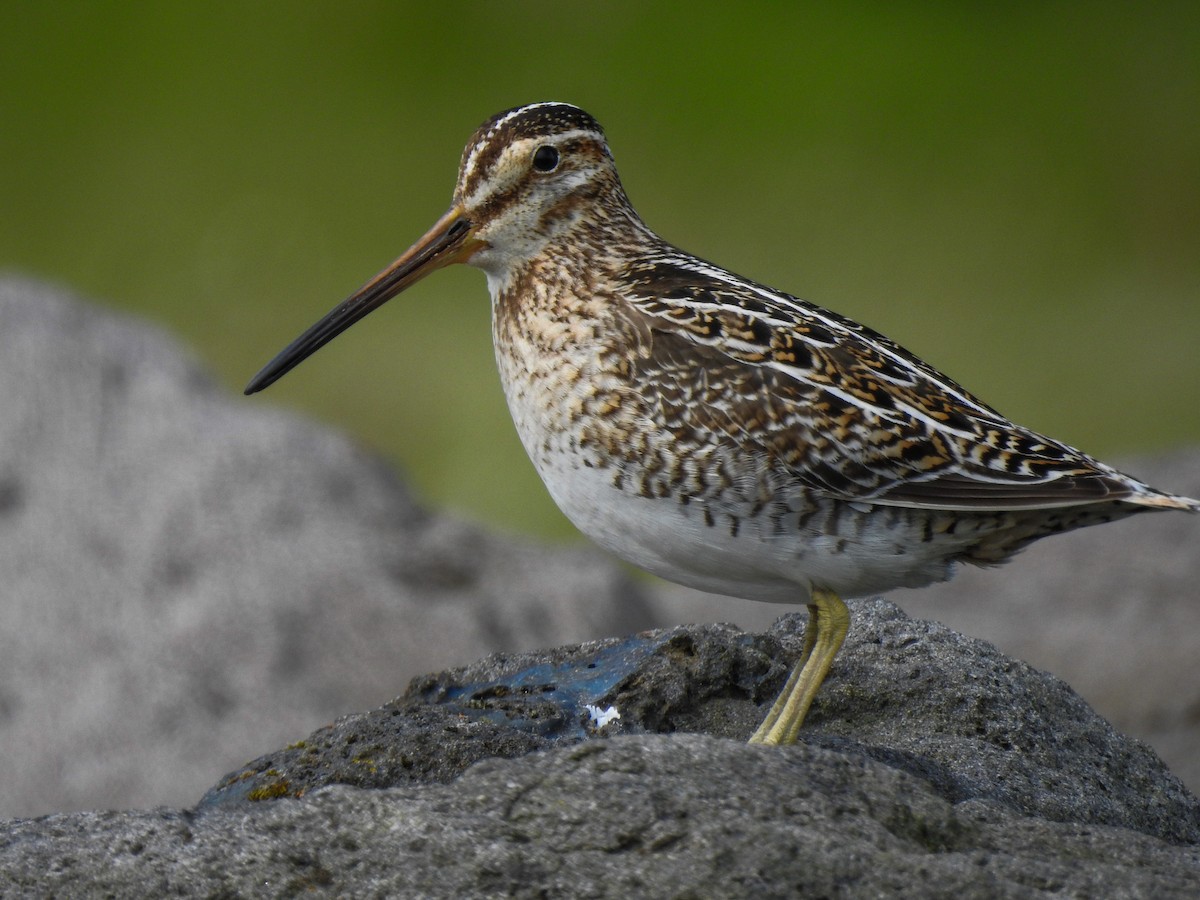 Common Snipe - ML112426071