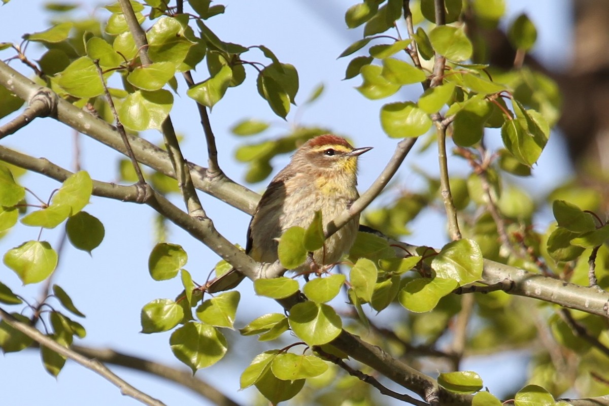 Palmenwaldsänger - ML112429061