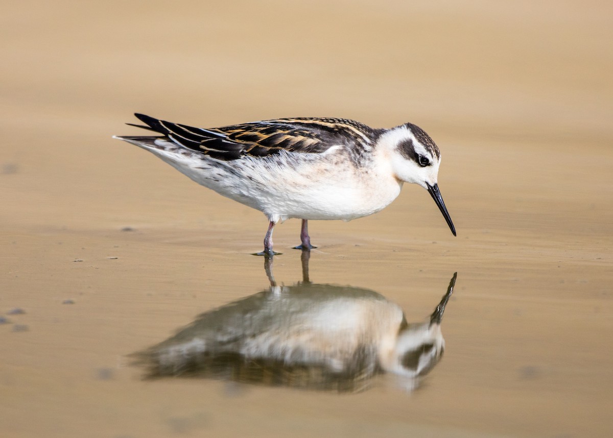 Red-necked Phalarope - Rhys Marsh