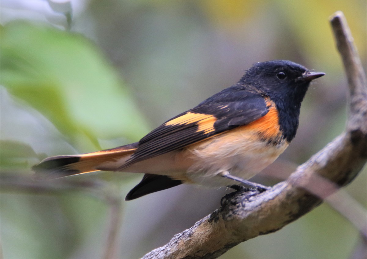 American Redstart - Sean Evans