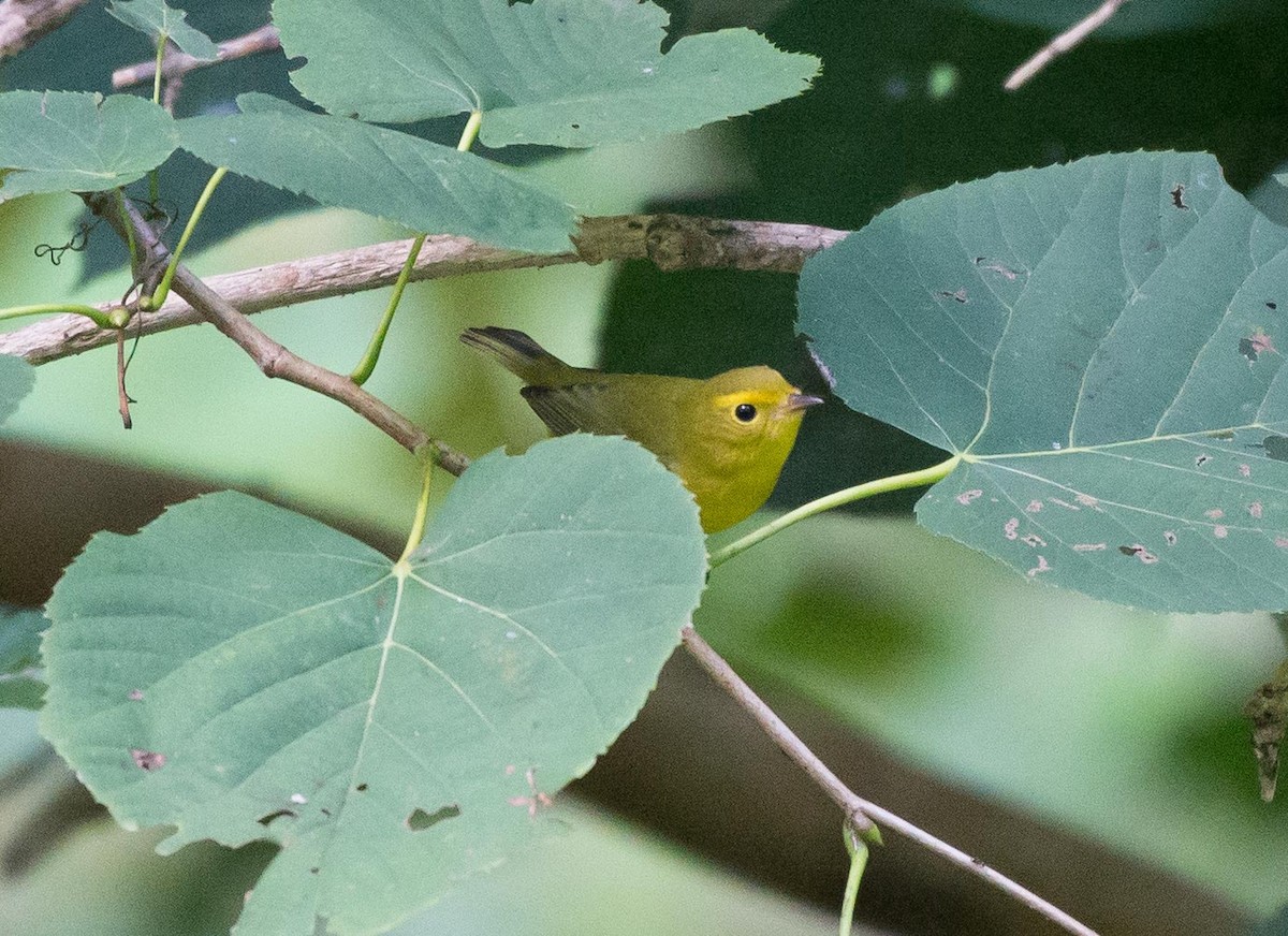 Wilson's Warbler - ML112433631