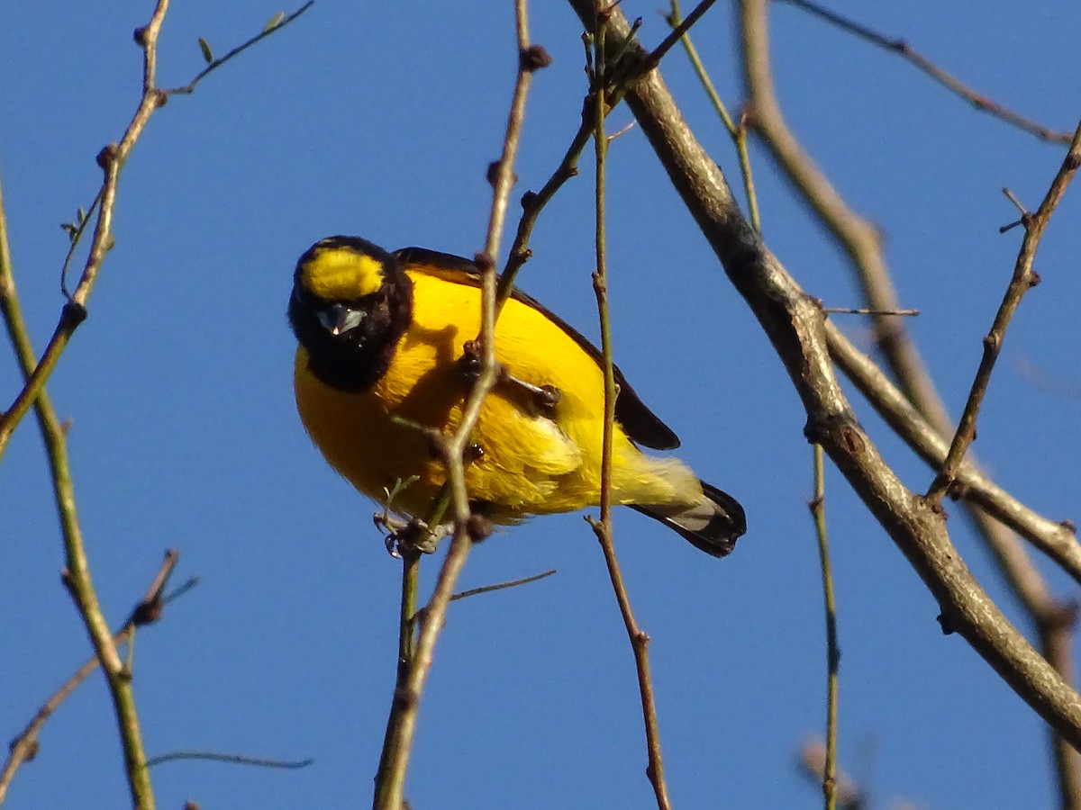 Purple-throated Euphonia - Fabricio Candia