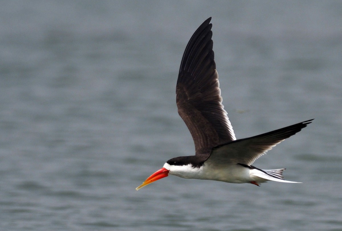 African Skimmer - Andrew Spencer