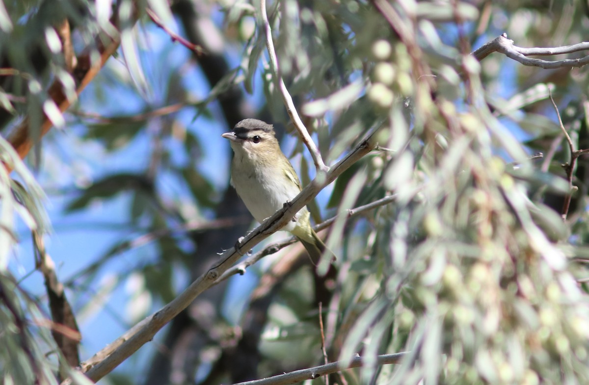 Red-eyed Vireo - ML112439721