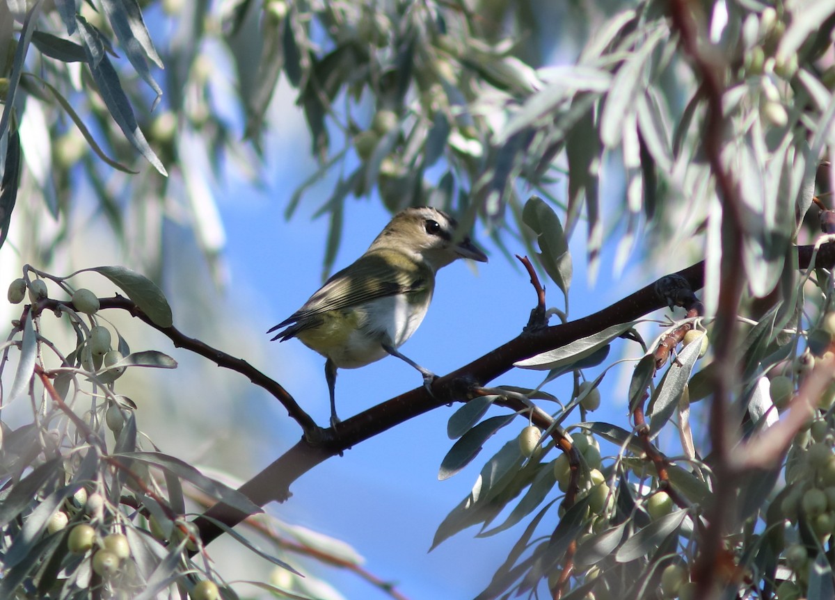 Red-eyed Vireo - ML112439841