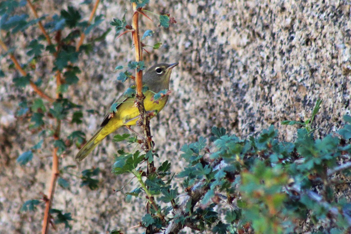 MacGillivray's Warbler - ML112440391