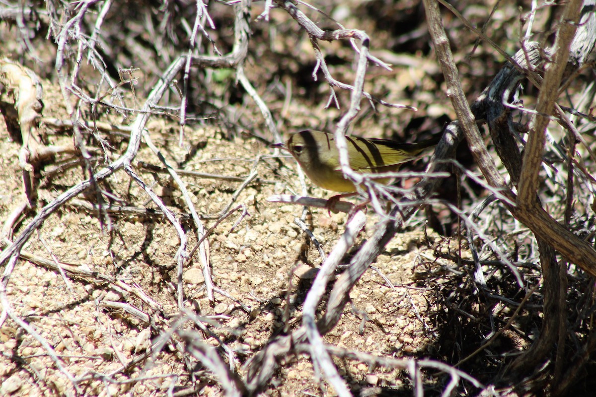 MacGillivray's Warbler - ML112440451