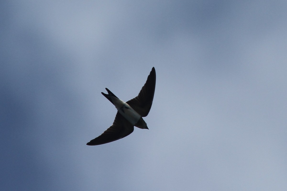 Barn Swallow - James (Jim) Holmes