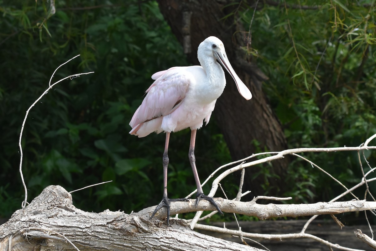 Roseate Spoonbill - Michael Schall