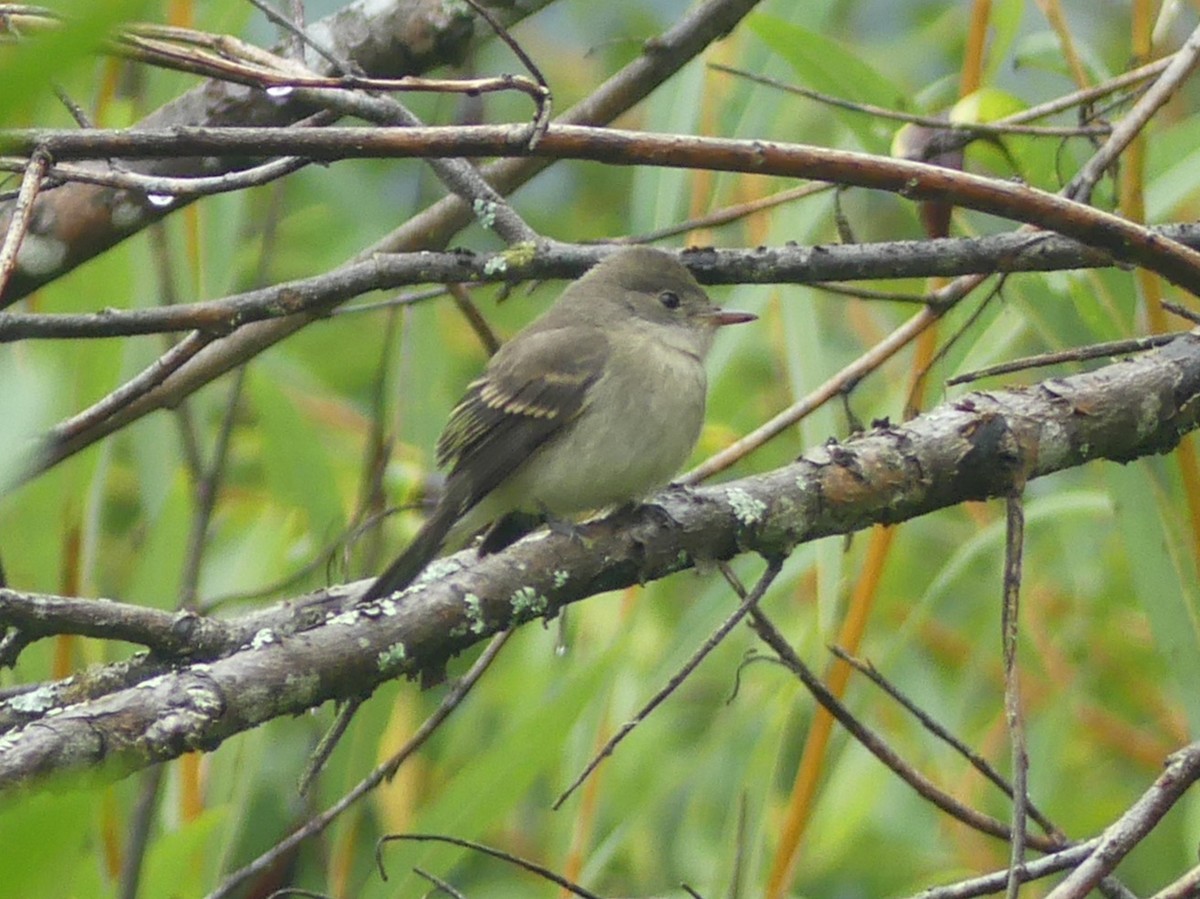 Willow Flycatcher - ML112443311