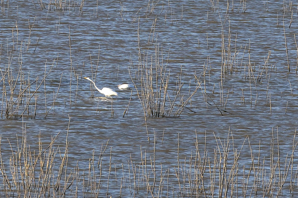 Snowy Egret - Lawrence Haller