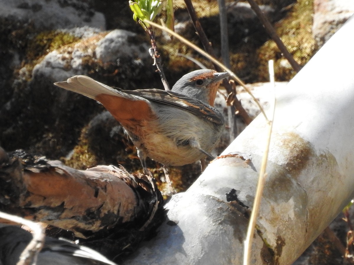 Tamarugo Conebill - ML112445681