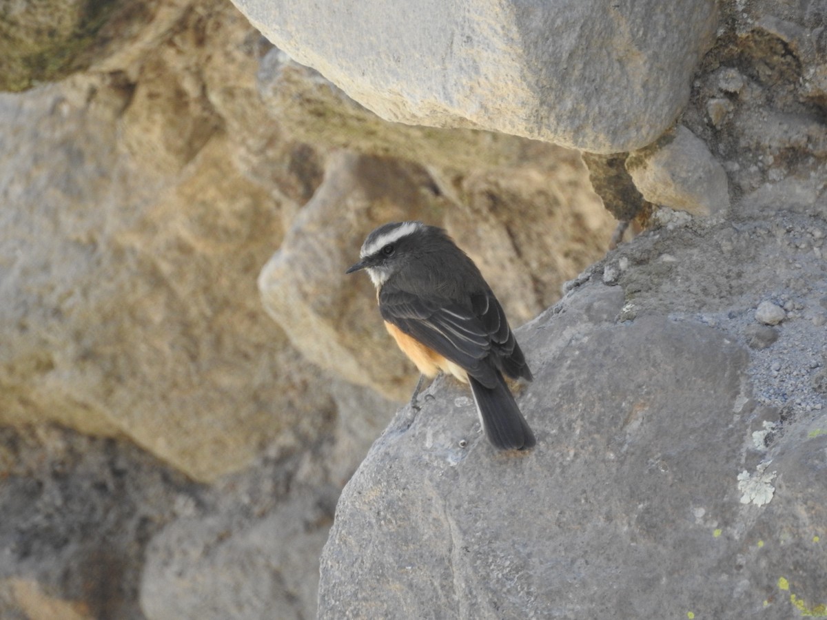 d'Orbigny's Chat-Tyrant - ML112446531