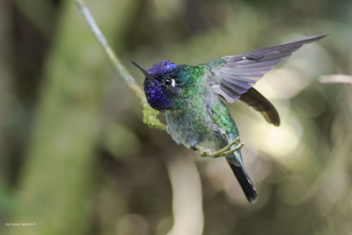 Violet-headed Hummingbird - Guillermo  Saborío Vega