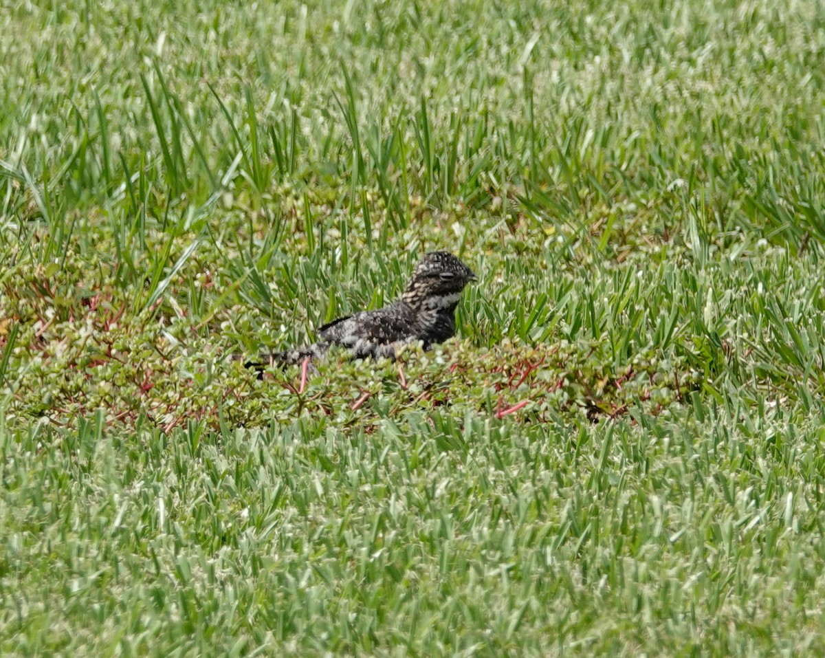 Common Nighthawk - ML112448661