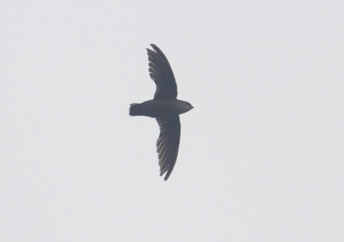 Vaux's Swift (Richmond's) - ML112451491